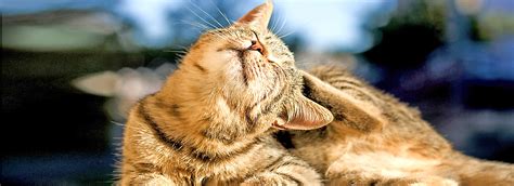 A repellent is usually needed to prevent your cat getting bitten altogether. Cat Flea Prevention: Protecting Against Infestation | PetSmart