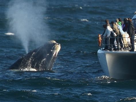 Hermanus Whale Route Tour Small Group Tour Cape Town Project