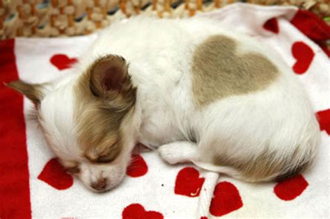 Cute Chihuahua Puppy With Heart Shape Birthmark