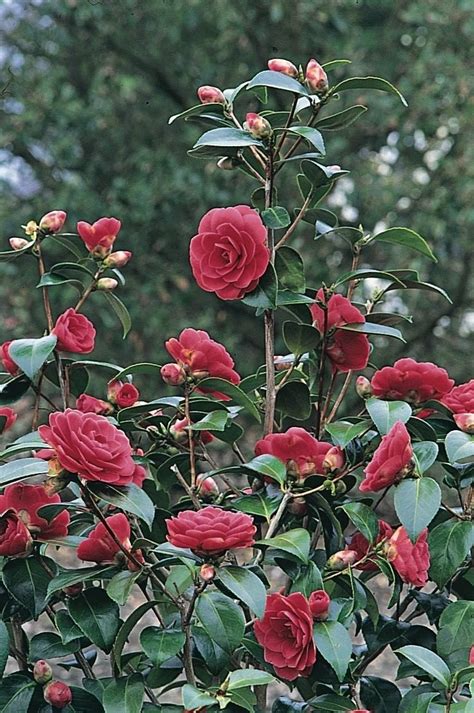 20 episodes each being 70 min. A Beginner's Guide to Growing a Camellia Bush | Birds and ...