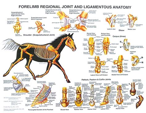 Horse Forelimb Anatomy Chart Horse Anatomy Anatomy Joints Anatomy