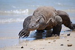 What you Need to know about the Komodo Dragon