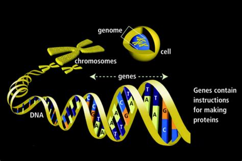 Genes Definition Function And Mutations