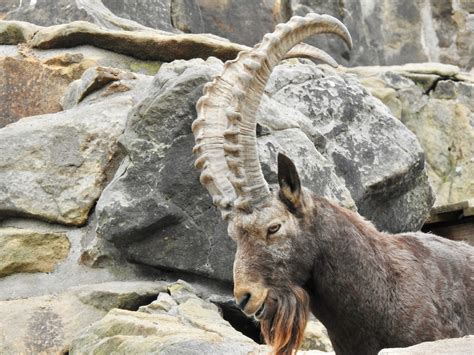 Siberian Ibex Similar But Different In The Animal Kingdom