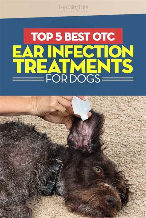 Top 5 Best Dog Ear Infection Treatment In 2023 Over The Counter