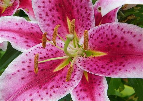 Pink Lilly Pink Lilly Flower Hd Wallpaper Pxfuel