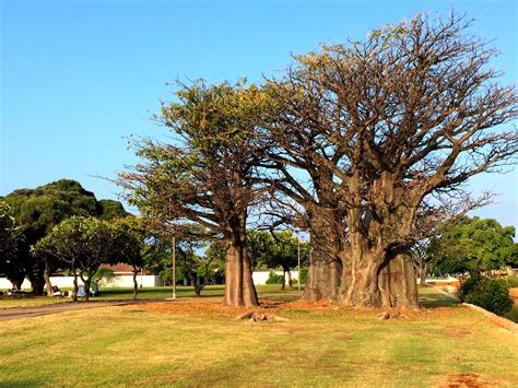 Aloha from Hawaii: The Baobab Tree