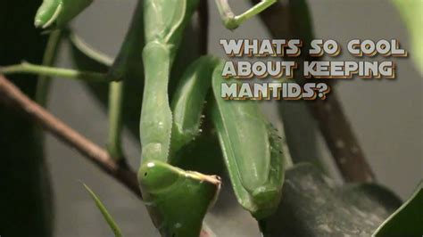 Pet Praying Mantis Youtube