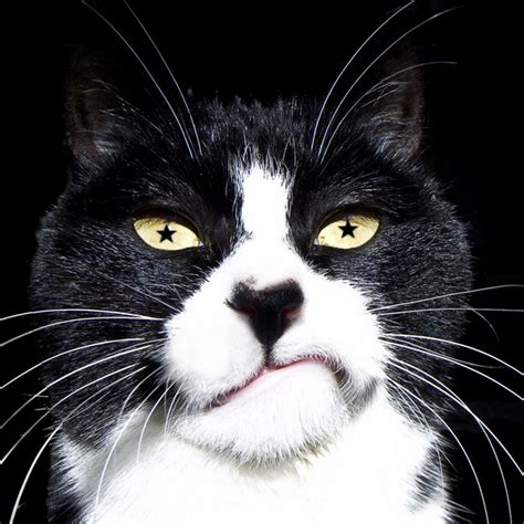 Top 100 Pictures Pictures Of Tuxedo Cats Superb