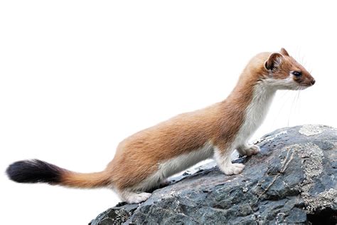 Stoat Facts For Kids Stoat Habitat Dk Find Out