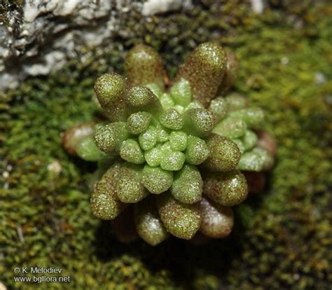 Photos and care info for a wide range of succulents. Sedum annuum: Leaf rosette Herbaceous annual plant ...