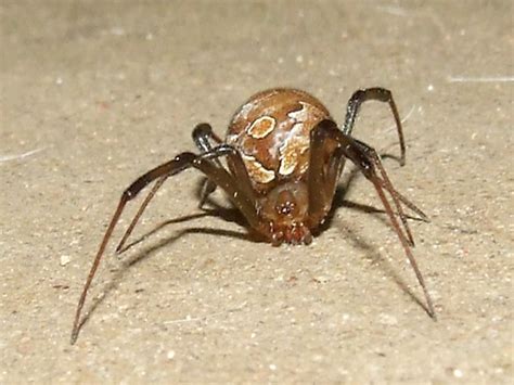 Theridiidaelatrodectus Geometricus Female Brown Widow Spider Female