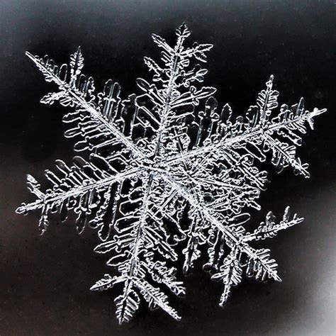 Magnified Snowflakes And Icicles Pinterest