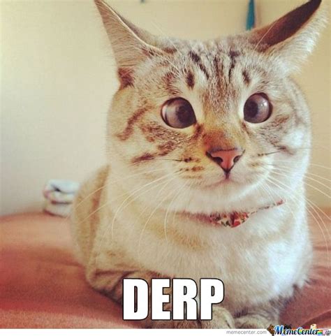 Cat Derp A Animals Pinterest Cats Cat Memes And Videos