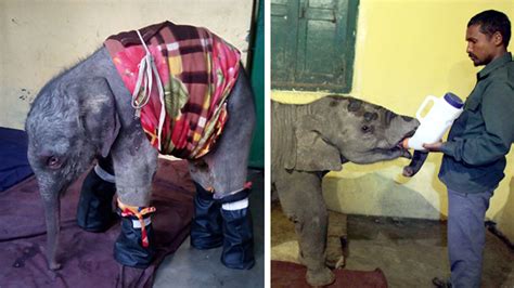 Two Elephant Calves Rescued Transferred To Indian Rehab Centre Ifaw