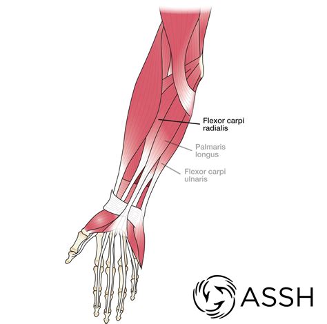Diagram Of The Muscles In The Forearm The Muscles Of