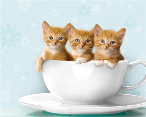 You can find all the things we find so adorable and cute in this stock! Funny HD cat wallpaper, funny cat wallpaper, hd cat ...