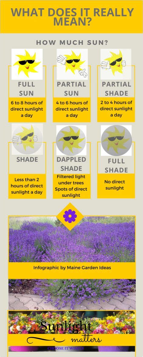 Sunlight Infographic Home Vegetable Garden Plants Garden Care