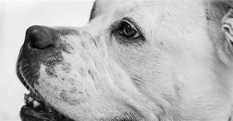 Grayscale Photo Of Short Coated Dog · Free Stock Photo