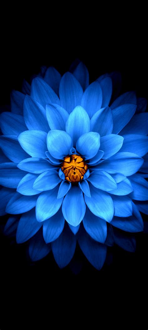 Amazing and beautiful 2400x1080 px photographs for mobile and desktop. 1080x2400 HD Wallpaper - 072