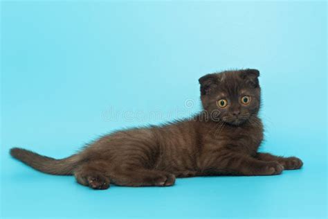 Scottish Fold Black Kitten Stock Image Image Of Charming 193868123