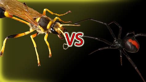 Tarantula Hawk Wasp Vs Spider صراع الحشرات Youtube