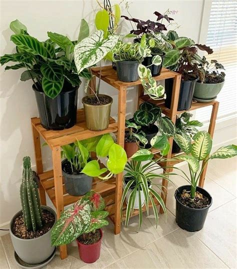 So Beautiful Plants Indoor Plants Beautiful