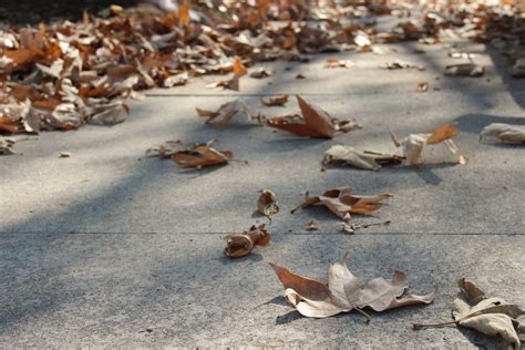 Free Stock Photo Of Scattered Dry Leaves On Concrete Sidewalk