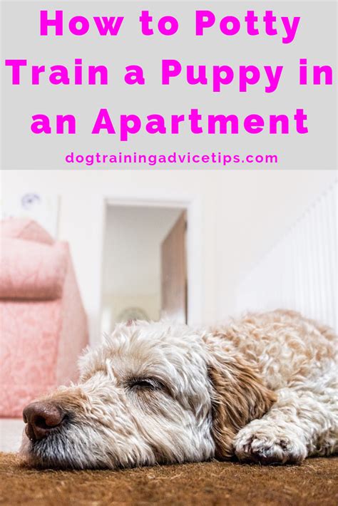 If your training is not fun and effective, or if you need additional help, then please find a certified trainer for assistance. How to Potty Train a Puppy in an Apartment - Dog Training ...