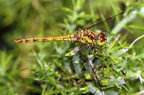 Female Common Darter Photograph By Colin Varndell