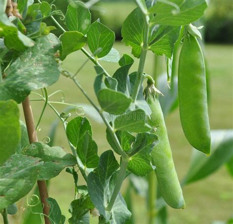 Pea Pods Growing On Vine Stock Image Image Of Growing 15217761