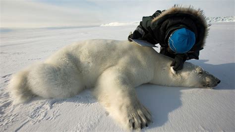 Watch Polar Bears Year Round With Wwfs Species Tracker