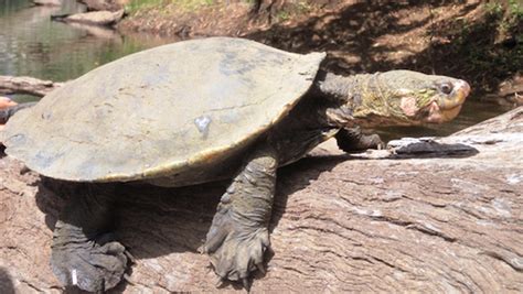 Near Extinction Turtle That Breathes Through Its Butt