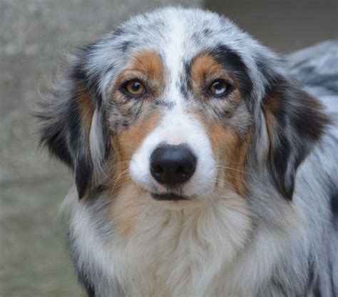 Dog Breeds With Two Eye Colors Dog Bread