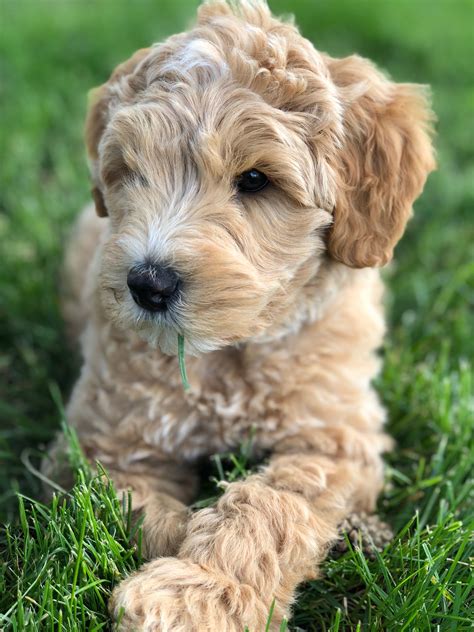 Searching for australian labradoodle and cobberdog puppies for sale? Cream and white Australian Labradoodle Puppy (With images ...