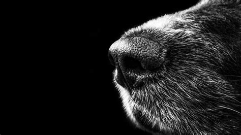 Dog Nose Wallpaper