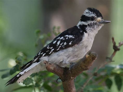 The Woodpeckers Of North Texas Dfw Urban Wildlife