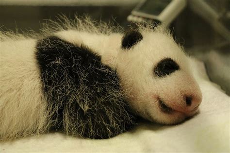 Torontos Giant Panda Twins Are One Month Old Zooborns