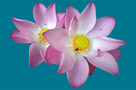 Pink White Lotus Stock Photo Download Image Now Istock