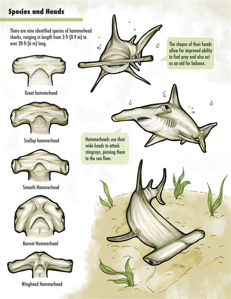 How Many Types Of Hammerhead Sharks Are There Animal Enthusias Blog