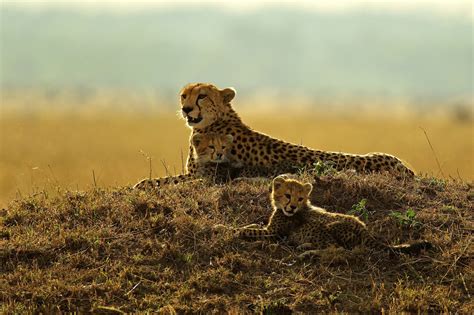 Animals Mammals Feline Cheetahs Hd Wallpapers Desktop And Mobile