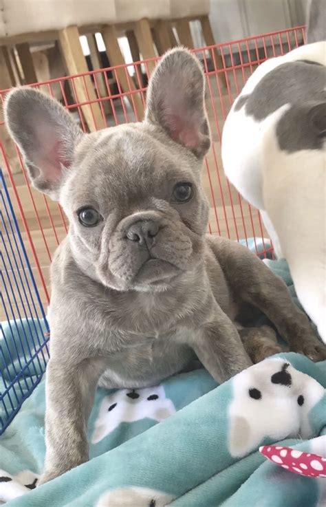Akc registered french bulldog puppies with 100% health guarantee. P E R C Y 💙" 📲 www.PoeticFrenchBulldogs.com 🐶 French ...