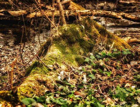 Fallen Tree Covered With Moss Stock Photo Image Of Sticks Moss 88839598