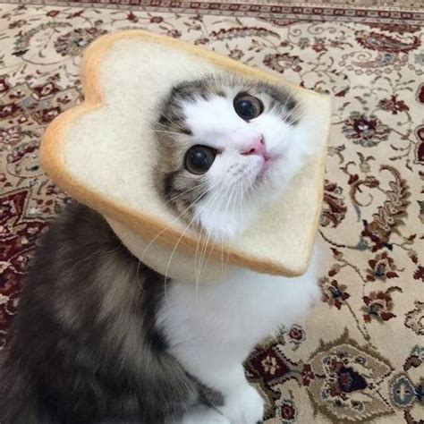 Heres A Picture Of A Cute Cat In A Bread Just Because Rcats