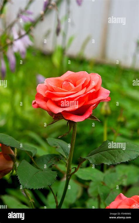 Beautiful Pink Rose In The Garden Artistic Image Of Beautiful Flower