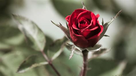 صور اجمل الورود صور اروع الورود الجميله عيون الرومانسية