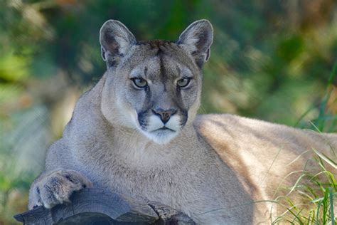 Cougar Puma Mountain Lion What Is It Anyway The Watershed Project