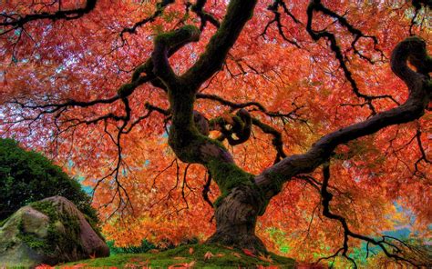 Giant Maple Tree In Japanese Garden 4k Ultra Hd Wallpaper Background