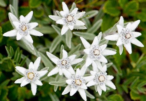 Bunga edelweis yang sering disebut bunga abadi dengan nama ilmiah anaphalis javanica, dibeberapa daerah bunga ini juga biasa disebut dengan bunga senduro. 62 Nama Bunga dan Negara Asalnya ~ Ruana Sagita
