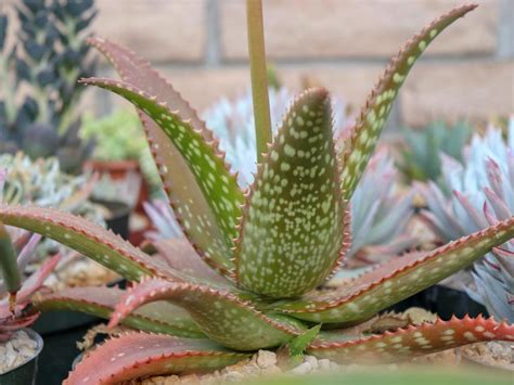 Aloes Plant Care And Collection Of Varieties